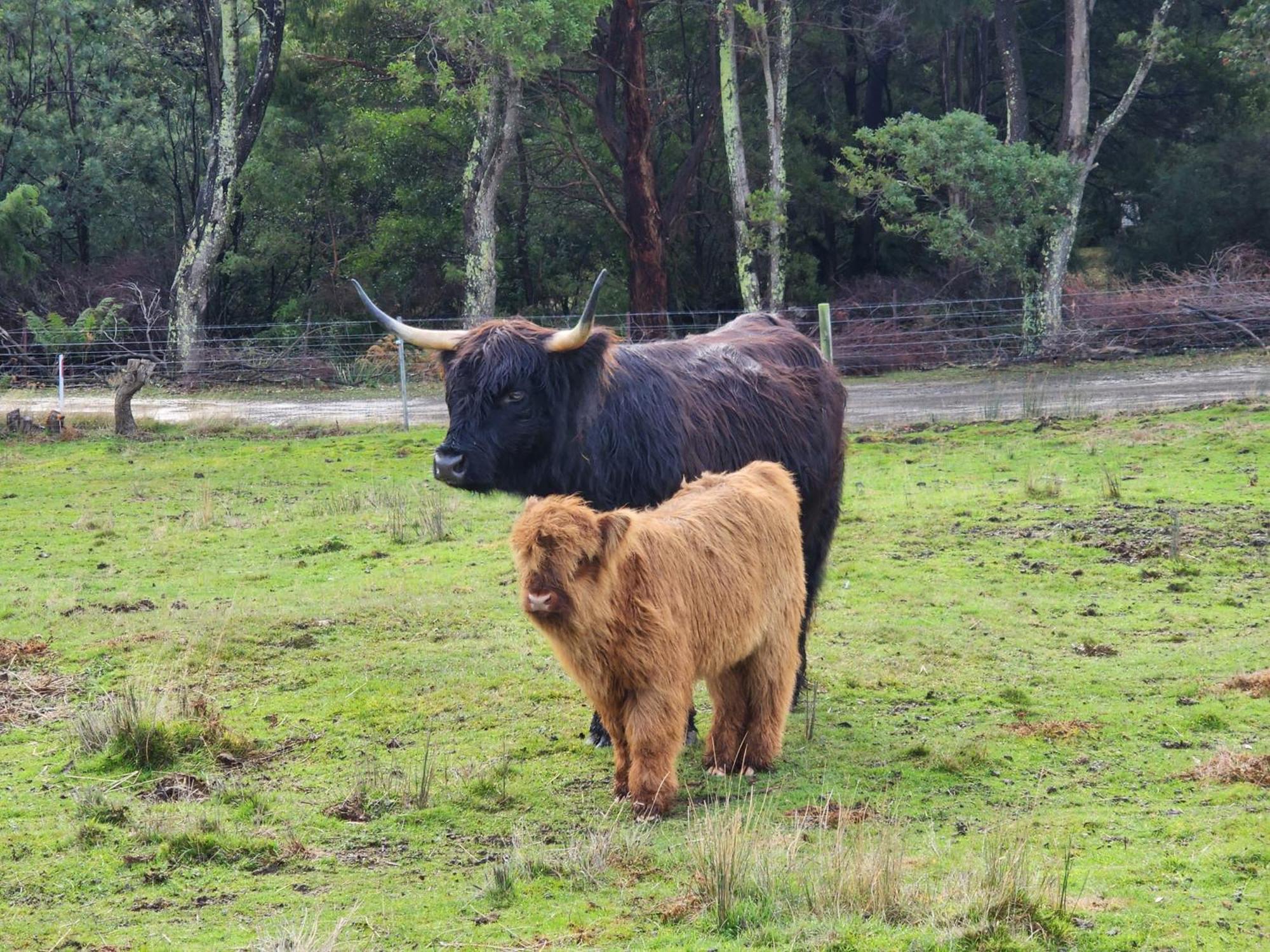 Ruby'S Cottage Farm Stay Port Arthur Ngoại thất bức ảnh